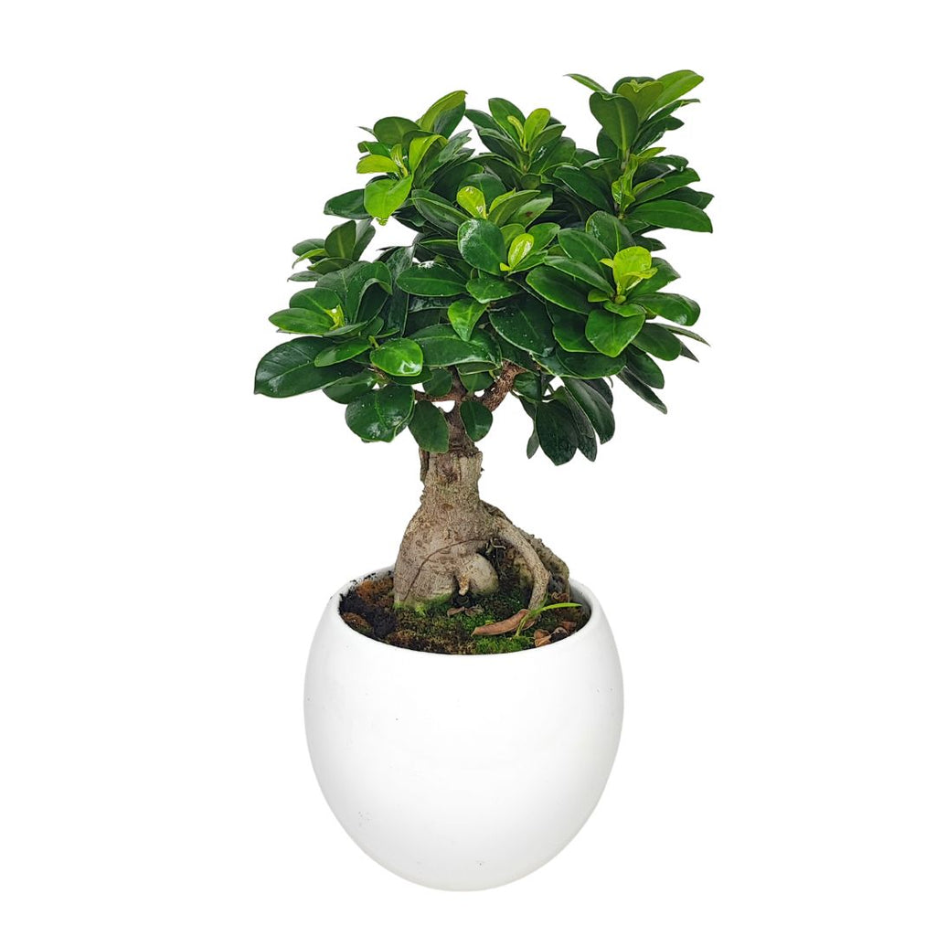 Bonsai Ficus Ginseng Vaso di Ceramica Puglia Altezza Pianta 40 cm
