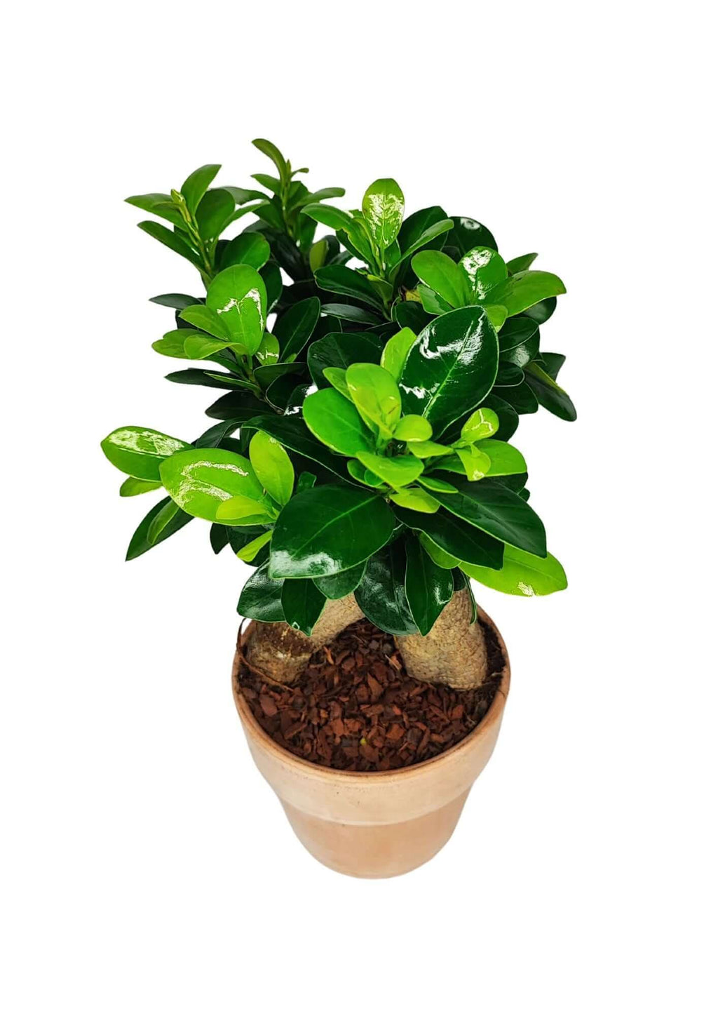 Bonsai Ficus Ginseng - Altezza Pianta 45 cm, Vaso di Terracotta