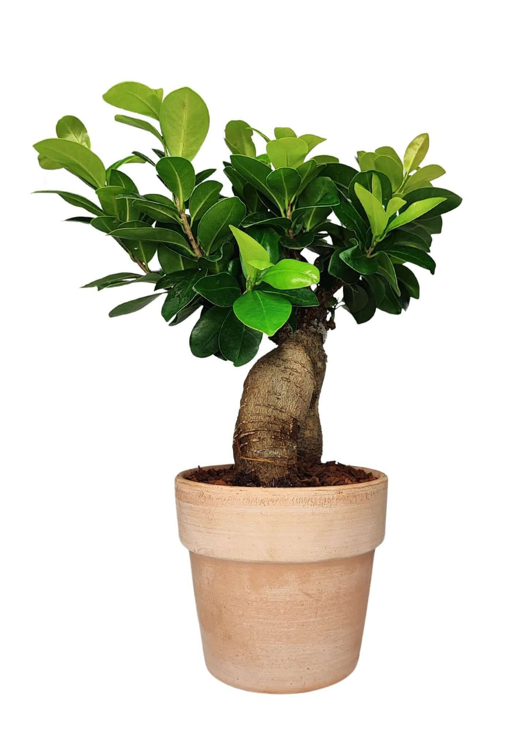 Bonsai Ficus Ginseng - Altezza Pianta 45 cm, Vaso di Terracotta