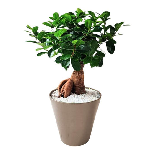 Bonsai ficus ginseng in idrocultura con perlite