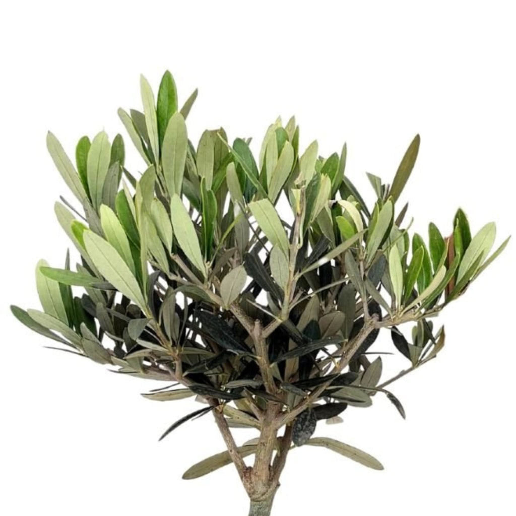 Kokedama Bonsai  Olivo